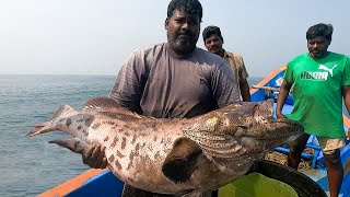 Catching Grouper Fish in the Sea [upl. by Hanleigh]