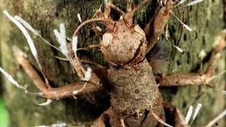 The fungus cordyceps turns creatures into zombies cordyceps ant turns zombieant [upl. by Torrin]