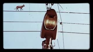 Black Cat walking harmlessly on a Highvoltage cable [upl. by Thacher]