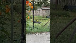 A Gold Finch In A Basket With Bird And Airplane Sounds nature birds wildlife [upl. by Alyhc]