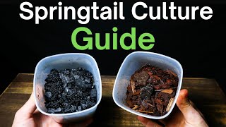 How To Make a Springtail Culture  Simple amp Easy Method [upl. by Naivart]