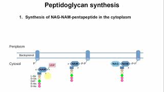 Peptidoglycan Synthesis [upl. by Tnias]