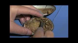 Clam Dissection Student Cut 3 for Lesson Plan [upl. by Eittol]