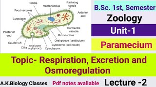 ParameciumRespiration Excretion amp OsmoregulationZoologyBSc1st Semester [upl. by Ikila703]