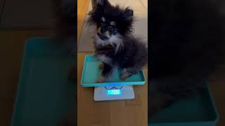 Its Pomeranian Puppy Weigh Day cute babyboy dogs [upl. by Arezzini]