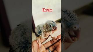 Chottu LuttappiVlog aneeshvs3714 birds birdslover conurebird song [upl. by Alieka51]