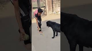 Wafa seekhni hai to inse seekho🐶🫶🥹🩷cute dog stray pet adoption [upl. by Ajnotal]