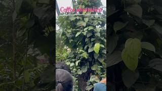 Coorg Day1Coffee plantationtrendingcoorgcoffeeplantationyoutubeshortstravelexploringshorts [upl. by Soisatsana]