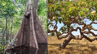 A época em que o Cerrado invadiu a Floresta Amazônica [upl. by Lamarre722]