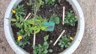 Container Gardening In The Desert Southwest [upl. by Noscire]