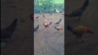 Raising a native chicken in the backyard nativechicken provincelife [upl. by Glialentn]