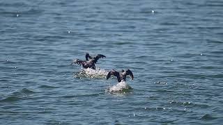 Two pied billed grebes fight over a fish birds nature wildbirds wildlife grebe birdfight [upl. by Ezar448]