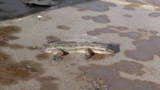 Hemidactylus frenatus Common House Gecko  Gecko casero común Video 02 [upl. by Uzziel306]