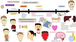 EPSTEIN BARR VIRUS  mononucleosis infecciosa [upl. by Anivel]