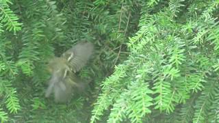 Goldcrest fledgling [upl. by Lotson]