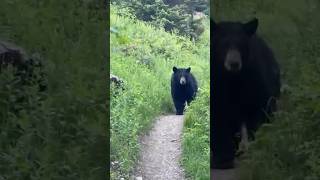 Black bear bluff warning charge to hiker “You are too close ” [upl. by Ashford]