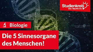 Die 5 Sinnesorgane des Menschen  Biologie verstehen mit dem Studienkreis [upl. by Ahsiem]