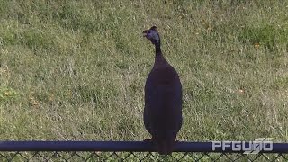 Guineafowl Calling HD [upl. by Mathilda474]