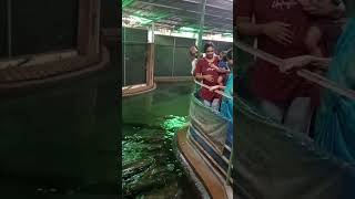 fish attack arapaima attack food fish arapaima ytshorts baby shorts attack fishfeed [upl. by Adnar]