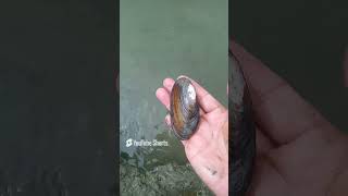 HOW TO FIND CLAMS trending animals seashell viralvideo youtube pets video vlog [upl. by Saunders833]