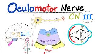 Oculomotor Nerve  The 3rd Cranial Nerve CN III  Uncal herniation  Neuroanatomy [upl. by Atikram]