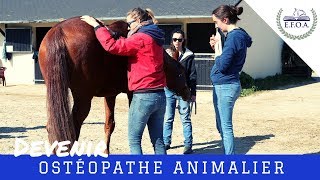 Devenir ostéopathe pour animaux  avec lEFOA 🐴🐶🐮 I HORSE amp CLASS 📖 [upl. by Aihsekin]