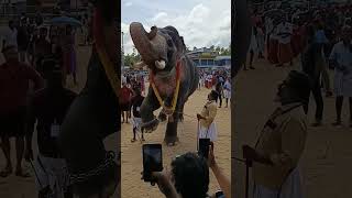 Peechiyil Rajeev elephant guruvayoor shortsvideo [upl. by Ydnahs]