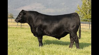 Lot 64  Montana Outcross 2071 [upl. by Esdnyl]