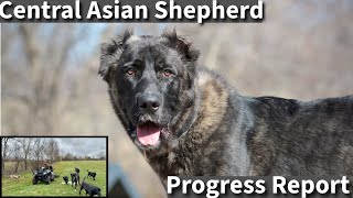 Central Asian Shepherd  Socialization Progress Report [upl. by Rochus]