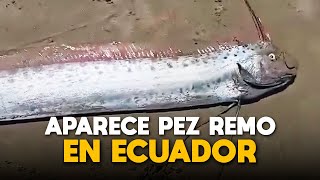 Pez Remo Aparece en Ecuador y Pobladores Temen lo Peor [upl. by Ahseeyt]