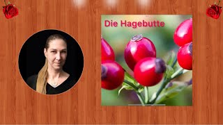 Hagebutte Naturkunde Hexengarten [upl. by Ivatts]