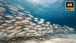 Most Beautiful 5 Species of Fish That Form Shoals [upl. by Ansilme]