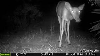 North Edisto Trail Cam July 28  September 29 2024 [upl. by Penland337]