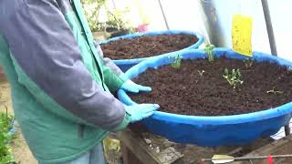 Transplanting PreSprouted Ranunculus Corms And What I Learned So Far About Growing Ranunculus [upl. by Berri]