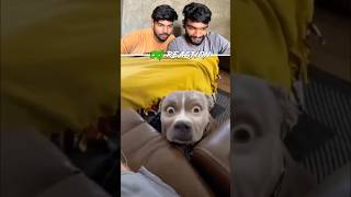 Animals ke kuch funny moments🤣 animals shorts shortvideos [upl. by Annirak]