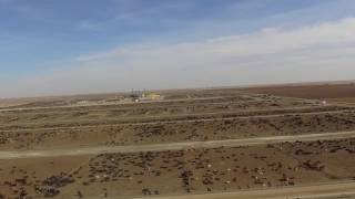 Drones Expose Massive Beef Feedlots [upl. by Kissie]