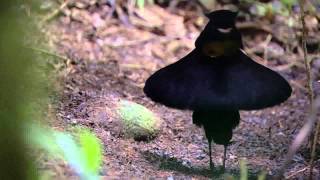 BBC Planet Earth  Birds of Paradise mating dance [upl. by Powel]