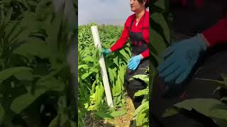 Ivy mosses leaf clearing process Good tools and machinery can increase work efficiency [upl. by Eliam]