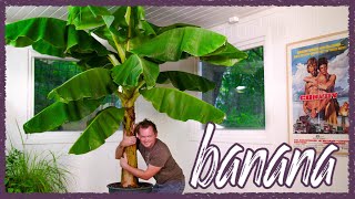 How To Grow Large Banana Indoors [upl. by Billi]