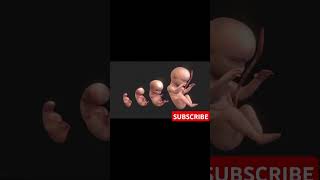 How a Fetus Develops Stages of Fetal Development [upl. by Purity]