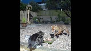 Fighting at the food dish cat v fox round 1 [upl. by Animlehliw]