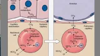 Carbon Dioxide Transport [upl. by Eellac551]