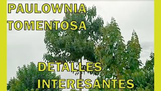 La paulownia tomentosa información [upl. by Annaya482]