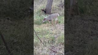 BIG BUCK ON LAST ARCHERY HUNTshorts nature sports [upl. by Philoo]