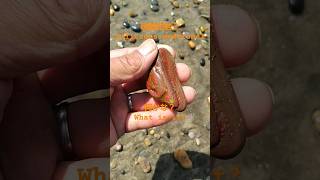 珪質泥岩？Siliceous mudstoneビーチコーミング beachcombing jasper ジャスパー青森県 下北半島 [upl. by Lundgren807]