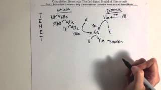 Coagulation Overview Part 1 [upl. by Atteiluj]