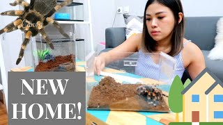 TARANTULA PINDAH RUMAH  plus UNBOXING VID [upl. by Cullan]