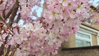 Flowering trees amp plants of early spring Japanese quinceAubrietacherryblossom camelia magnolia [upl. by Sternberg561]