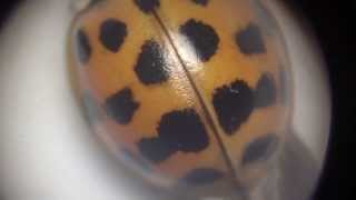 Coccinelle asiatique sous mon microscope [upl. by Hephzipah456]