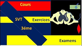 Trajet de linflux mouvement Involontaire Arc reflexe [upl. by Zzabahs244]